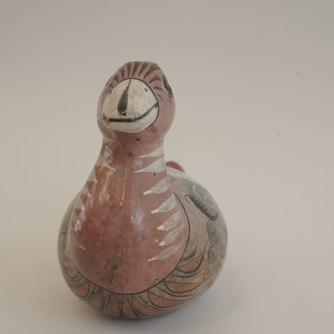 トナラの鳥/メキシコ