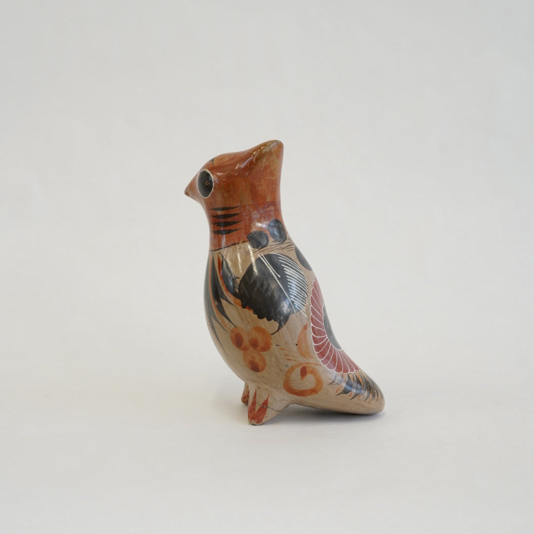 トナラの鳥/メキシコ
