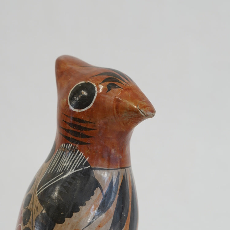トナラの鳥/メキシコ